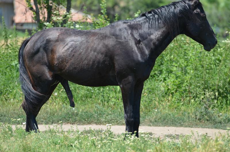  … peşte la Săruleşti. Cod ROŞU cu 40 de grade la umbră în ziua a 2 a Campionatului Naţional!